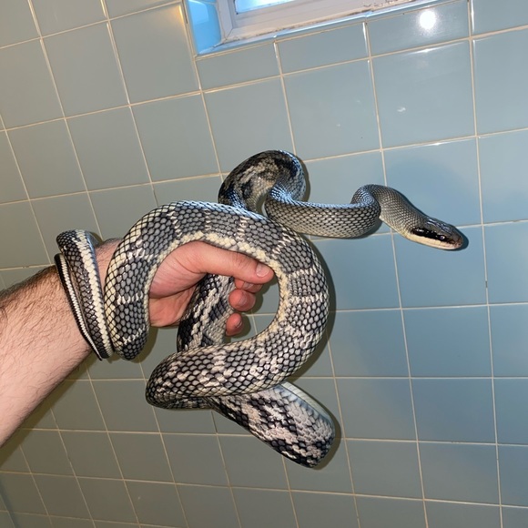 Meet your Posher, Philip - Picture 1 of 1